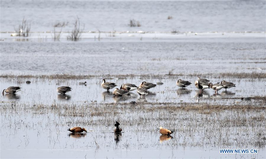 CHINA-BEIJING-WETLAND RESERVE-BIRDS (CN)