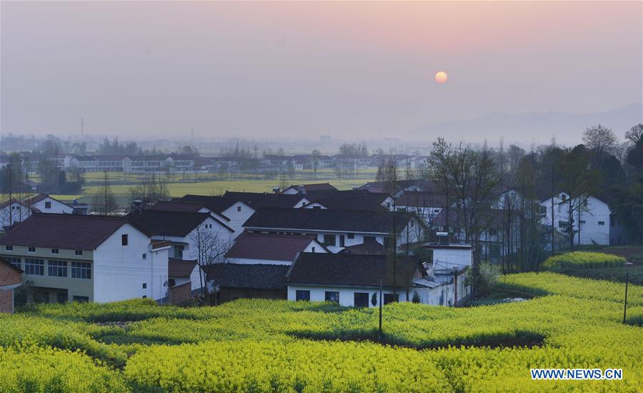 CHINA-SHAANXI-HANZHONG-RAPESEED FLOWER (CN)