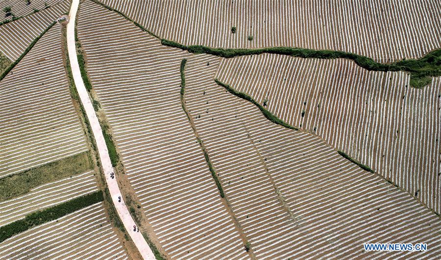CHINA-SHAANXI-LUONAN-RED CLUSTER PEPPER (CN)
