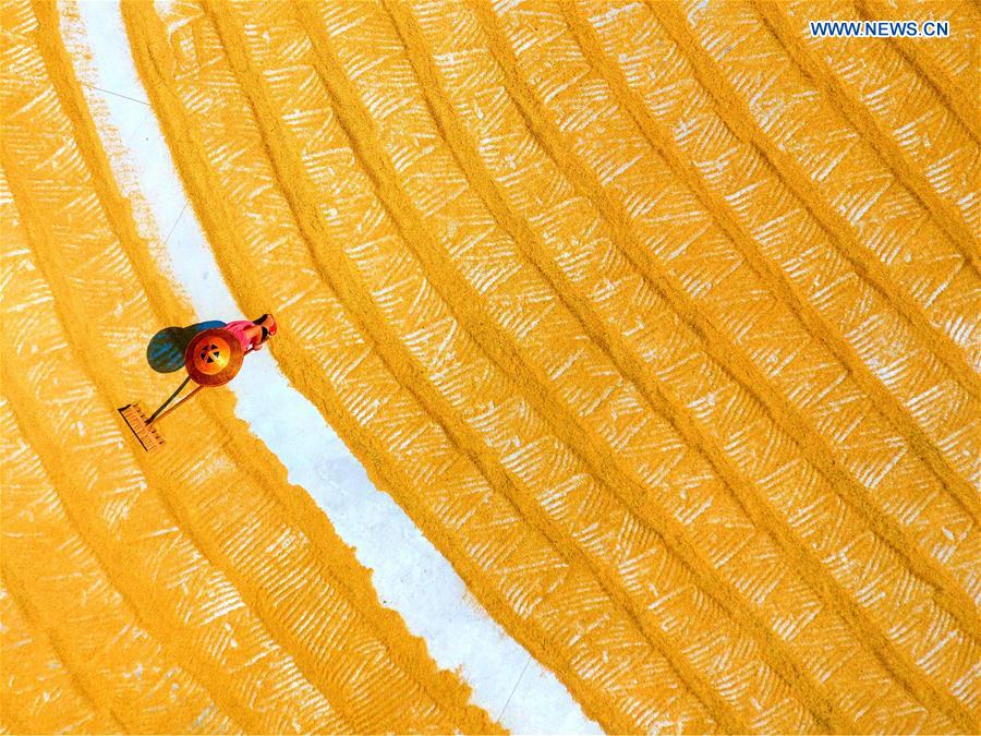 #CHINA-AGRICULTURE-HARVEST (CN)