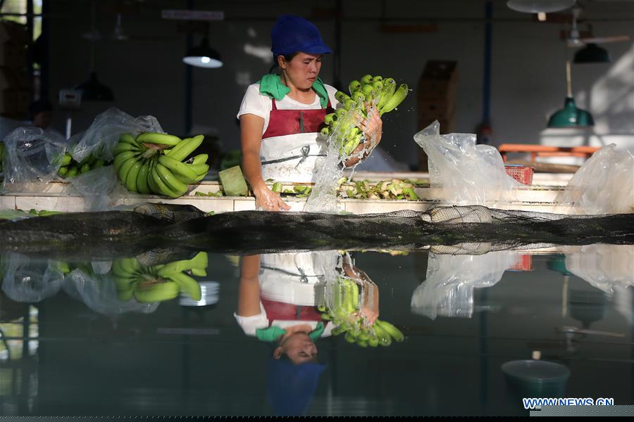 THE PHILIPPINES-BANANA-FEATURE