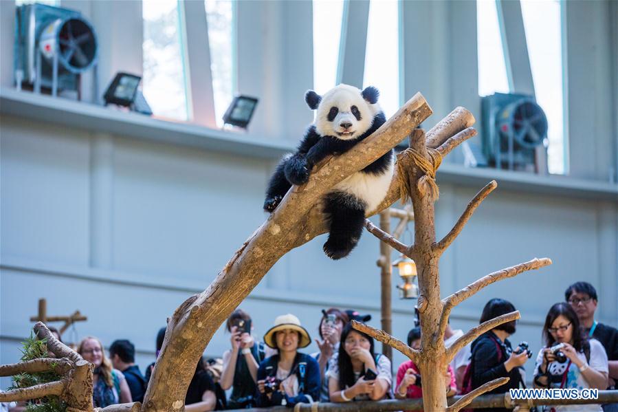 MALAYSIA-KUALA LUMPUR-GIANT PANDA BABY-BIRTHDAY