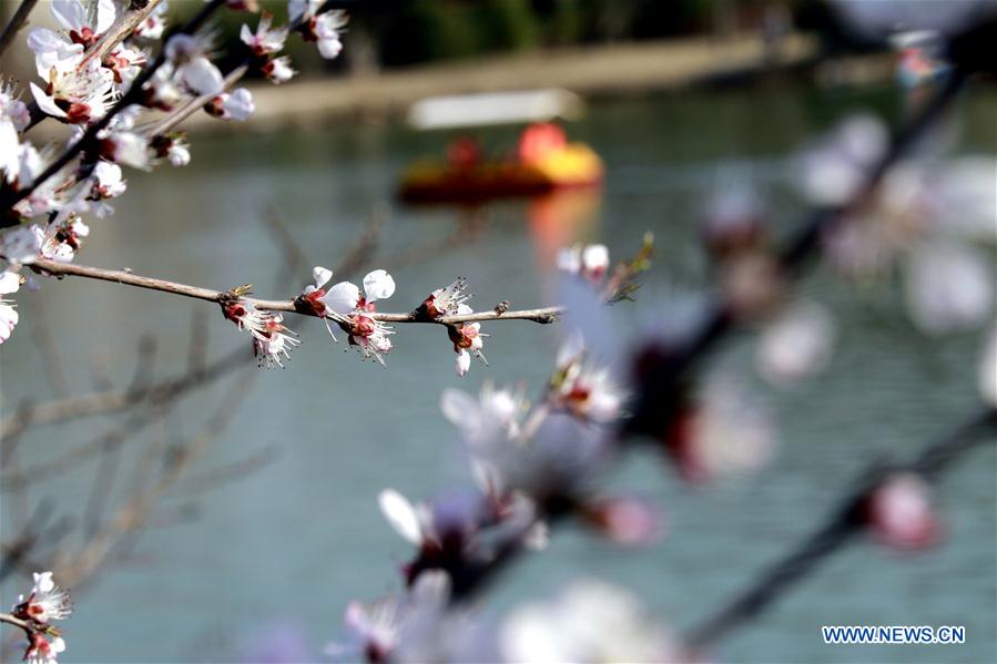 # CHINA-SPRING-SCENERY (CN)