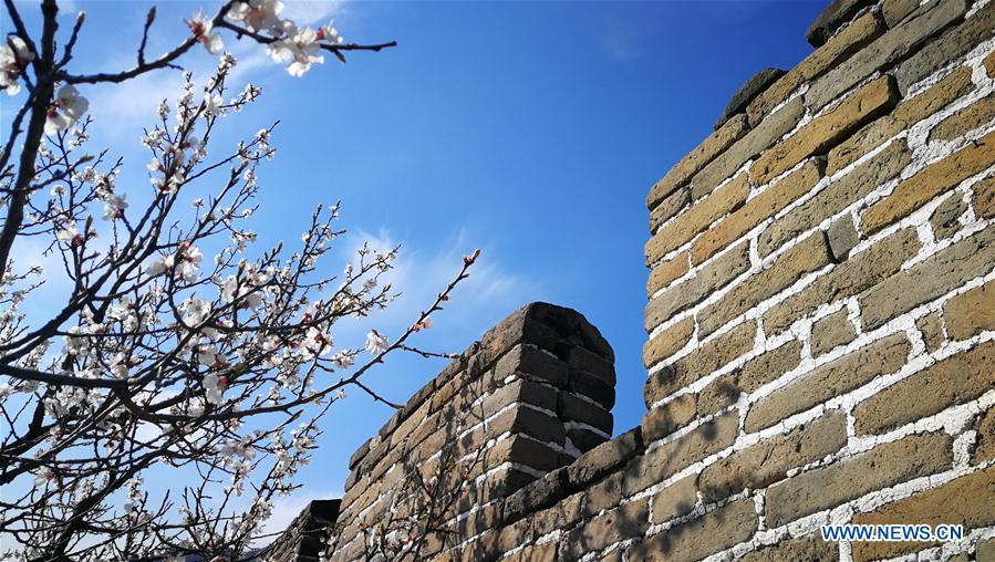 #(BeijingCandid)CHINA-BEIJING-GREAT WALL-SPRING SCENERY (CN*)