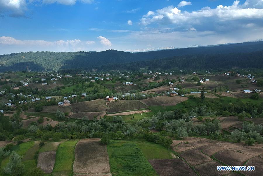 KASHMIR-SRINAGAR-AGRICULTURE