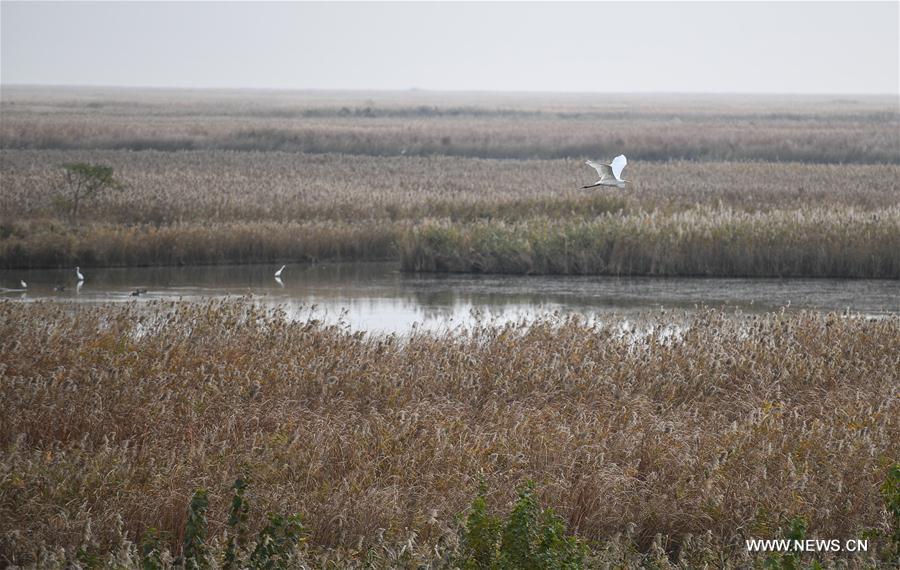CHINA-MIGRATORY BIRD SANCTUARIES-UNESCO-WORLD HERITAGE LIST (CN)