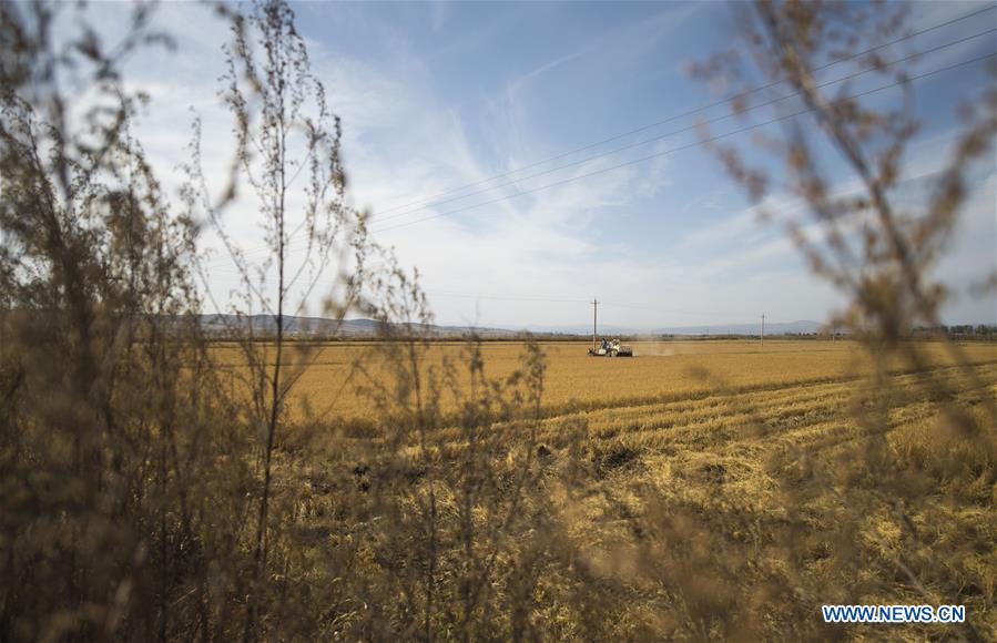 CHINA-JILIN-RICE HARVEST (CN)