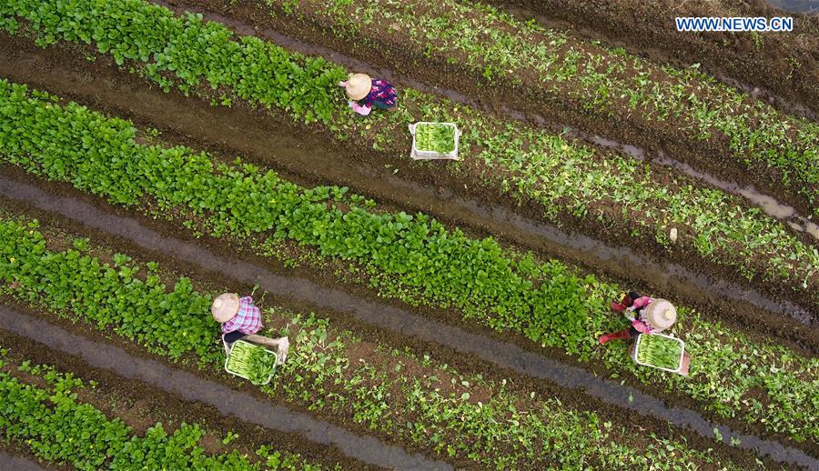 CHINA-HAINAN-VEGETABLE-SUPPLY (CN)