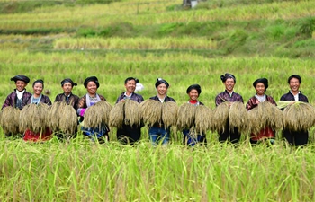 Purple glutinous rice harvested in Dali Village, S China's Guangxi
