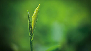 這片樹葉，改變了世界！