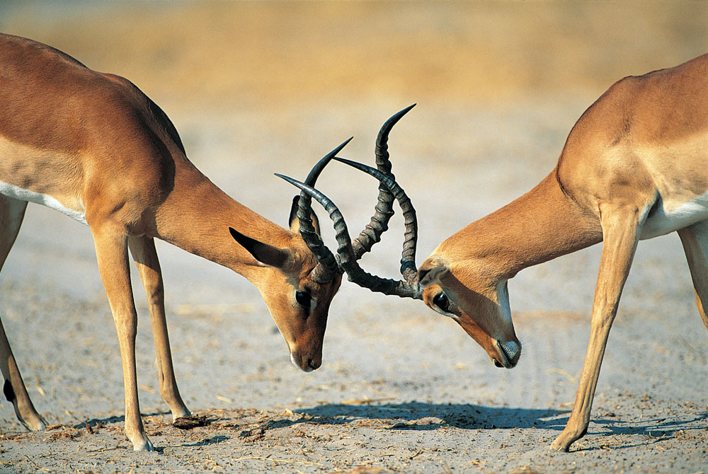 方正集團(tuán)三高管接受調(diào)查 方正、政泉纏斗始末