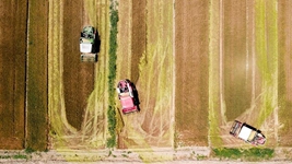 夏糧，穩(wěn)！