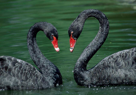 ?？低?ldquo;黑天鵝&rdquo;驚魂兩天