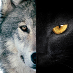 探針 | 2016：雙極，雙11