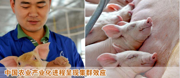 中國農(nóng)業(yè)產(chǎn)業(yè)化進(jìn)程呈現(xiàn)集群效應(yīng)
