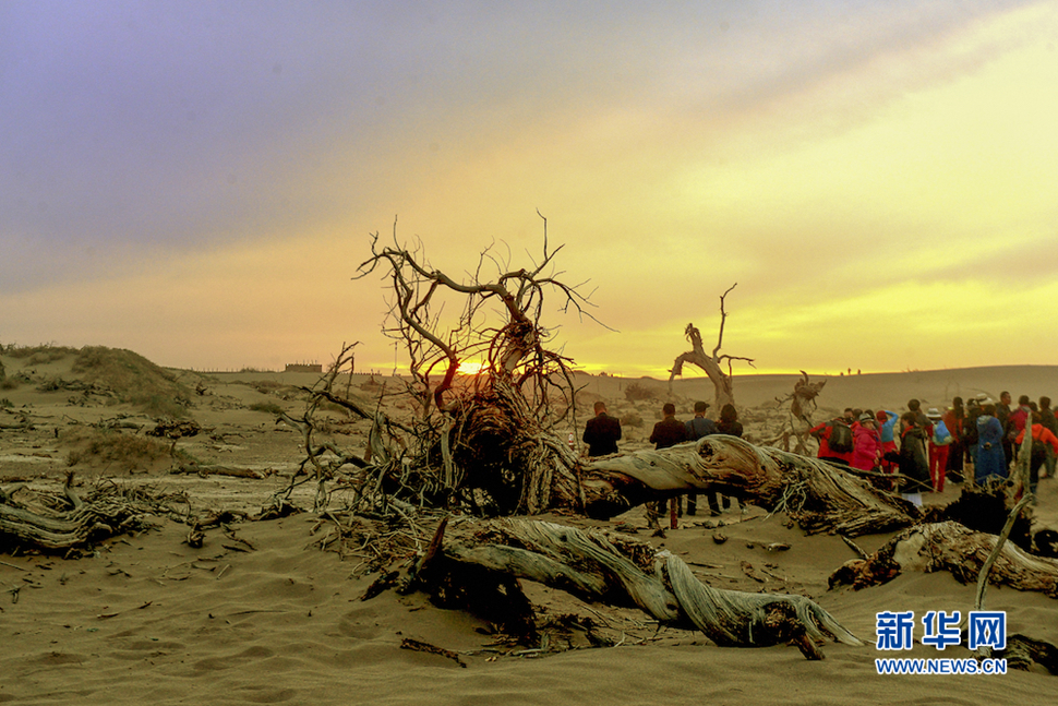 千年胡楊，不朽傳奇