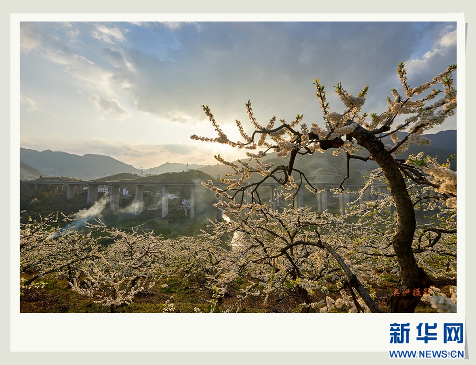 李花白，彩霞紅，春意濃