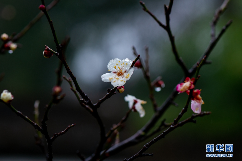 疏影橫斜，暗香浮動(dòng)