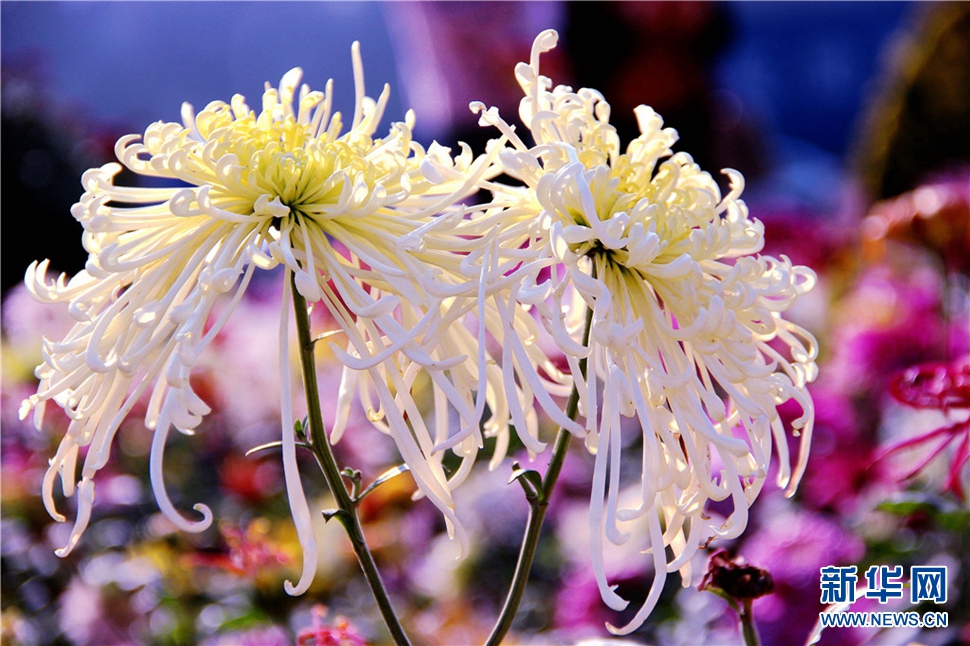 金秋時(shí)節(jié)，菊潤(rùn)車城