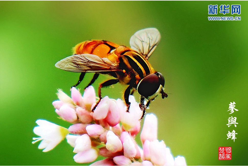 蓼與蜂、蜘蛛