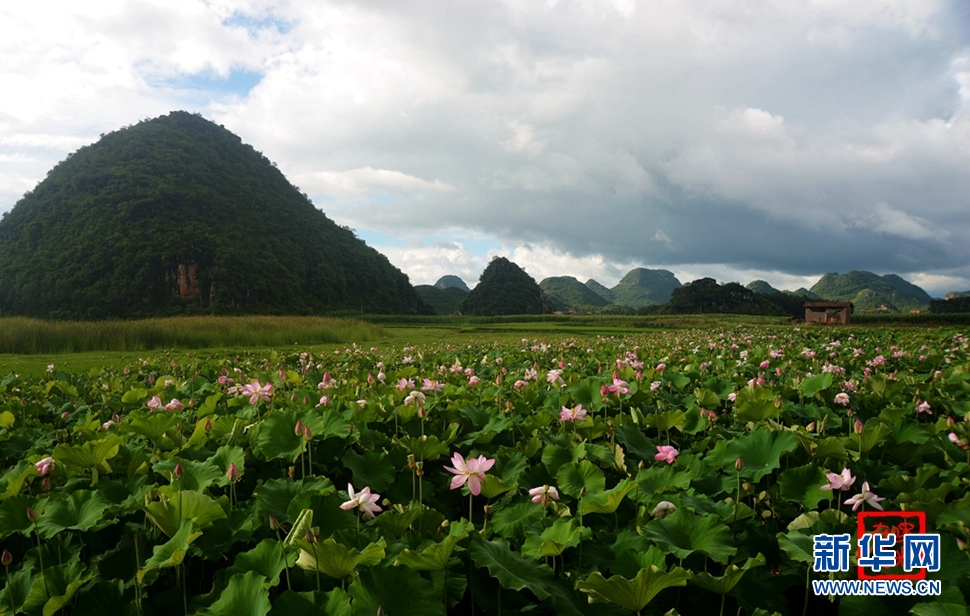 一生一世，萬畝荷花