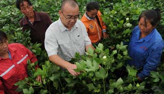 盧懷玉：當(dāng)棉農(nóng)的感覺(jué)挺好！