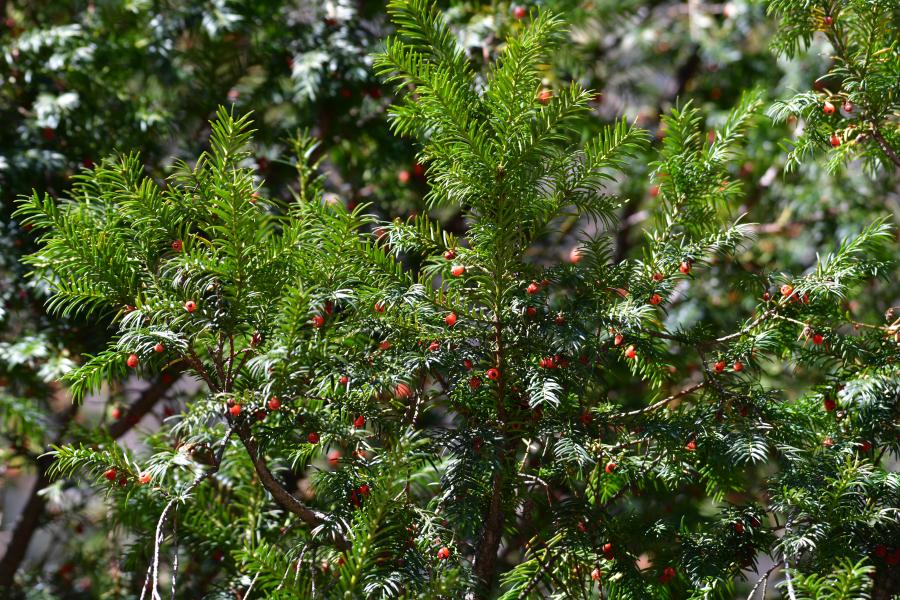 時(shí)隔40多年，我國(guó)再度發(fā)現(xiàn)珍稀瀕危植物密葉紅豆杉種群