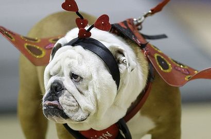 一周趣圖：&ldquo;最美斗牛犬&rdquo; &ldquo;章魚裝&rdquo;