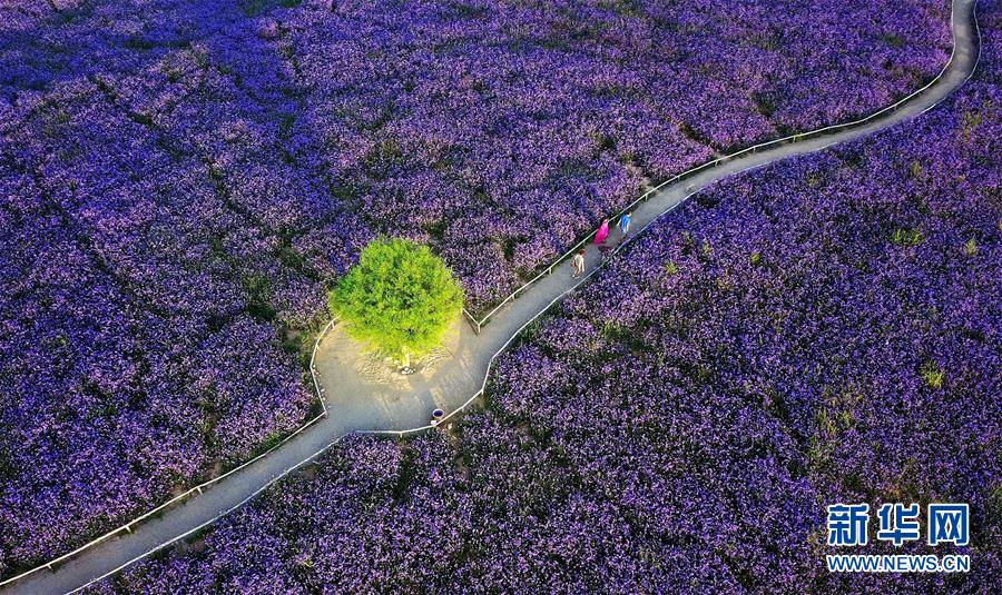 （十九大&middot;讀報(bào)告 話(huà)民生）（7）加快生態(tài)文明體制改革，建設(shè)美麗中國(guó)