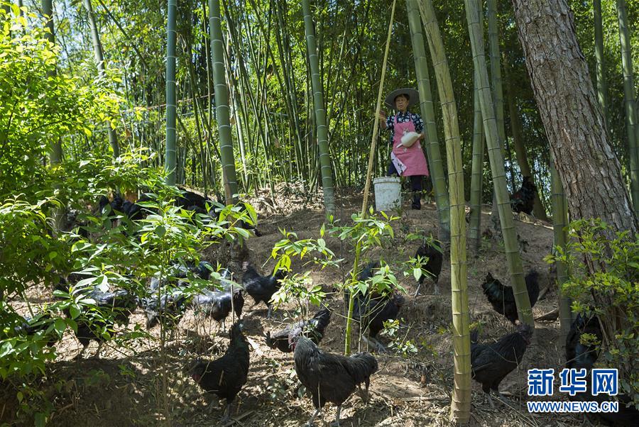 （新華全媒頭條&middot;圖文互動）（2）赤水：別了，貧困！