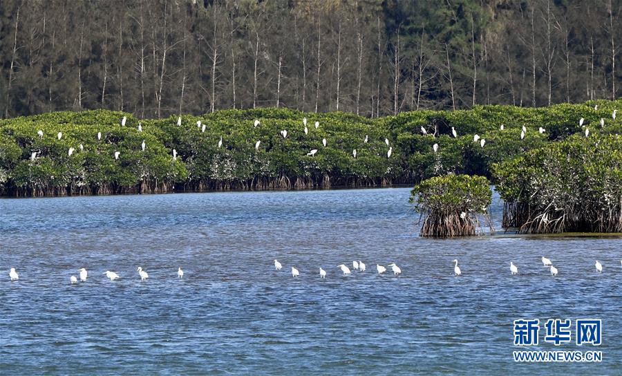 （圖文互動(dòng)）（2）十年樹木、紅樹成林&mdash;&mdash;&ldquo;海上森林&rdquo;回歸記