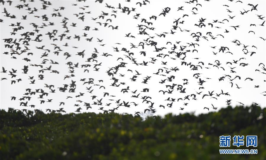 （圖文互動）（3）十年樹木、紅樹成林&mdash;&mdash;&ldquo;海上森林&rdquo;回歸記
