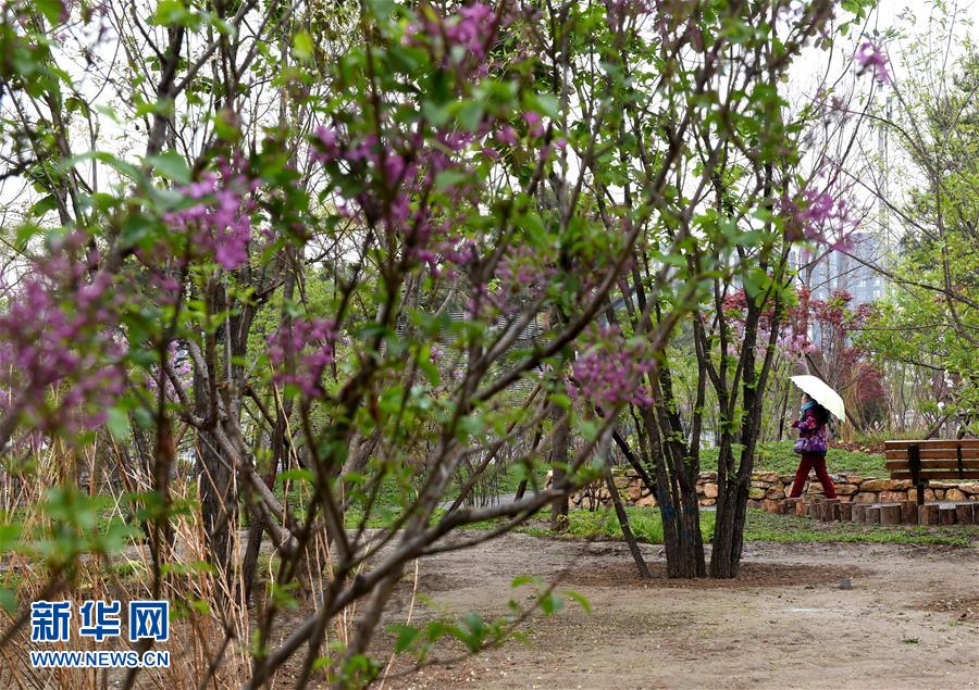 （在習近平新時代中國特色社會主義思想指引下&mdash;&mdash;新時代新氣象新作為&middot;新華全媒頭條&middot;圖文互動）（4）最濃是這中國紅&mdash;&mdash;北京市西城區(qū)弘揚紅墻意識深化改革發(fā)展紀實