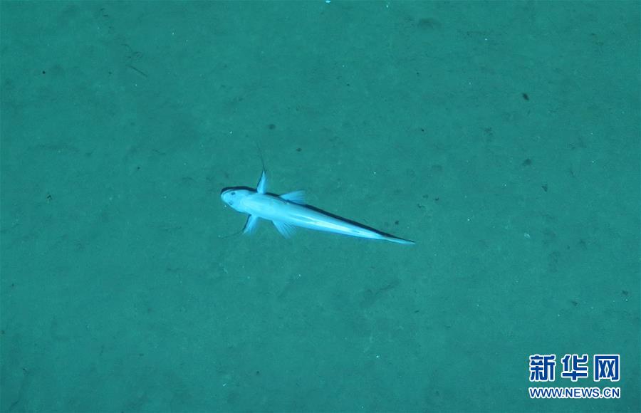（社會(huì)）（1）&ldquo;潛龍三號(hào)&rdquo;&ldquo;曝光&rdquo;深海生物