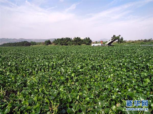 （圖文互動(dòng)）（4）&ldquo;白練&rdquo;變&ldquo;黑龍&rdquo;，江河變&ldquo;草原&rdquo;－－粵東母親河為何污染20多年難治理？