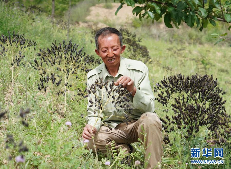 （壯闊東方潮 奮進(jìn)新時代&mdash;&mdash;慶祝改革開放40年）（13）退耕還林20年 延安大地譜新篇