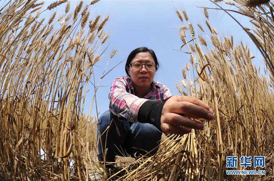 （經(jīng)濟(jì)）（4）把脈&ldquo;渤海糧倉&rdquo;促增產(chǎn)