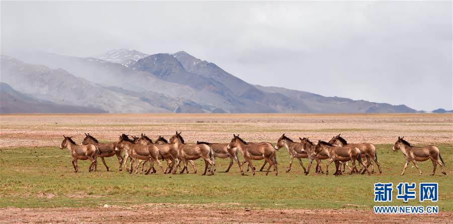 （新華全媒頭條&middot;圖文互動）（9）跨越千里的遠行&mdash;&mdash;西藏首批高海拔地區(qū)群眾生態(tài)搬遷實錄