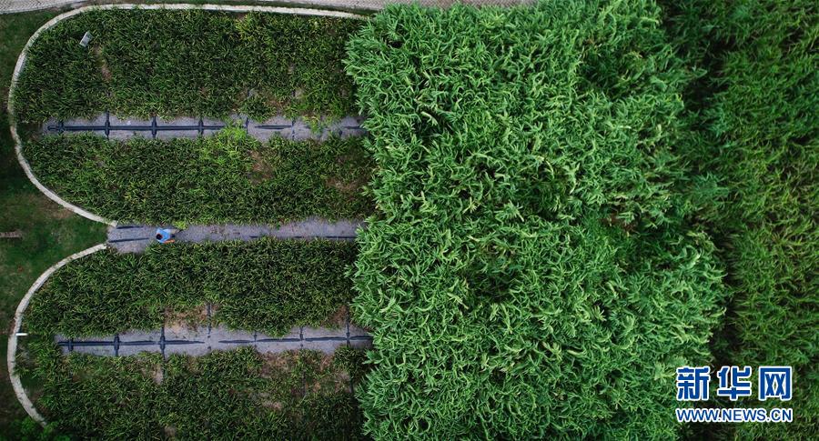 （在習(xí)近平新時(shí)代中國(guó)特色社會(huì)主義思想指引下&mdash;&mdash;新時(shí)代新作為新篇章&middot;圖文互動(dòng)）（3）稀奇！治污濕地成了休閑公園&mdash;&mdash;江蘇蘇州全域推進(jìn)農(nóng)村生活污水治理