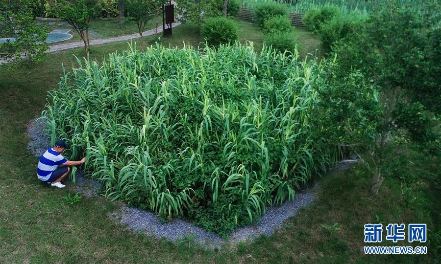 （在習(xí)近平新時(shí)代中國(guó)特色社會(huì)主義思想指引下&mdash;&mdash;新時(shí)代新作為新篇章&middot;圖文互動(dòng)）（4）稀奇！治污濕地成了休閑公園&mdash;&mdash;江蘇蘇州全域推進(jìn)農(nóng)村生活污水治理