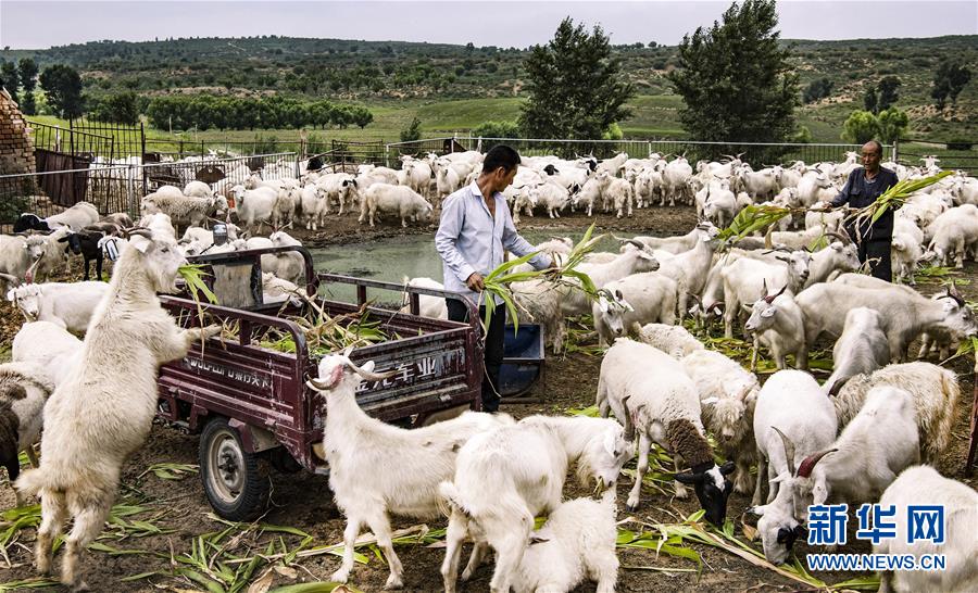 （壯闊東方潮 奮進(jìn)新時(shí)代&mdash;&mdash;慶祝改革開(kāi)放40年）（6）感受&ldquo;毛烏素&rdquo;的生機(jī)