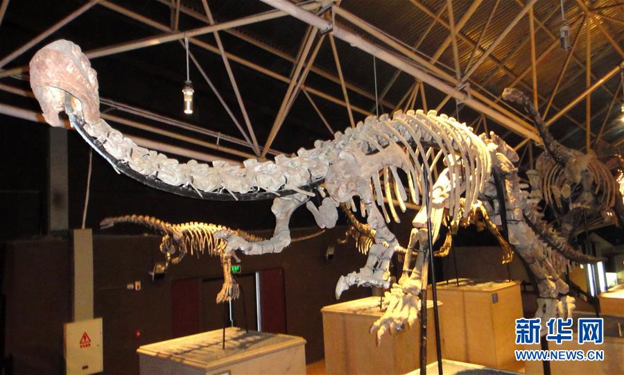 （圖文互動(dòng)）（1）云南祿豐發(fā)現(xiàn)基干蜥腳型類(lèi)恐龍新屬種&ldquo;孫氏彝州龍&rdquo;