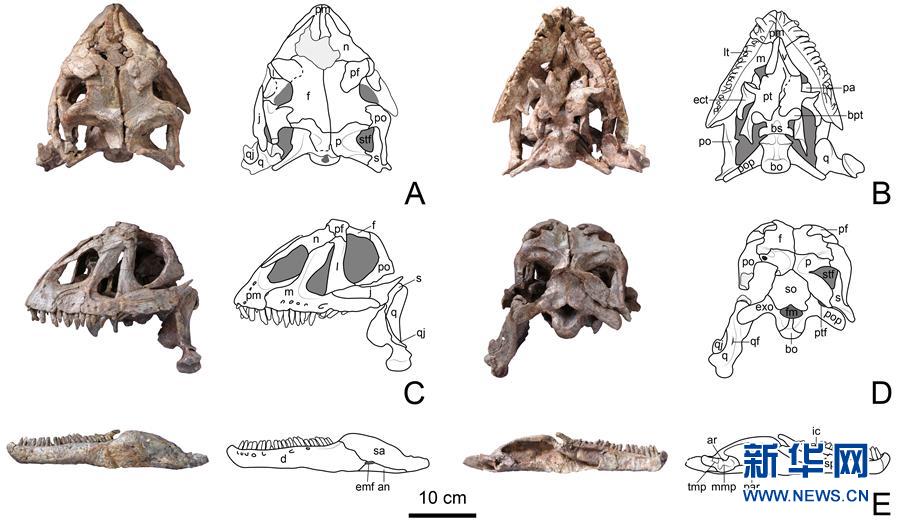 （圖文互動(dòng)）（3）云南祿豐發(fā)現(xiàn)基干蜥腳型類(lèi)恐龍新屬種&ldquo;孫氏彝州龍&rdquo;