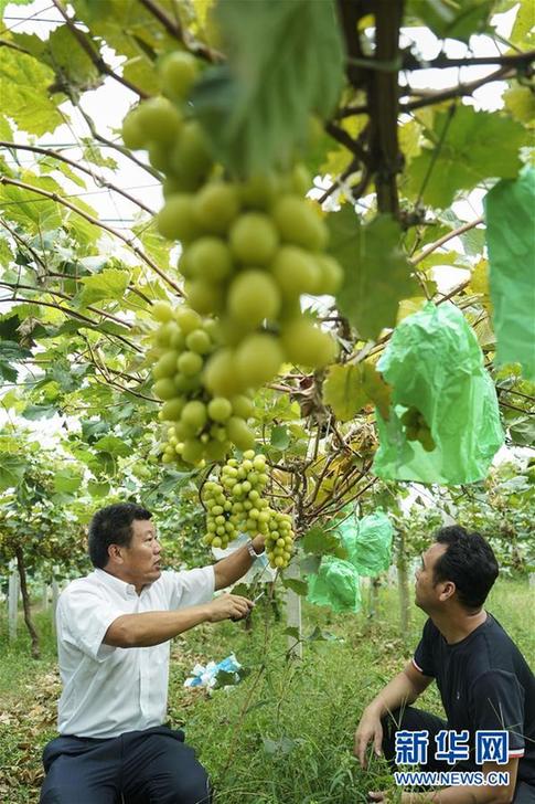 （豐收的味道&middot;圖文互動(dòng)）（2）露濃壓架葡萄熟&mdash;&mdash;江蘇灌南縣葡萄產(chǎn)業(yè)&ldquo;變身記&rdquo;