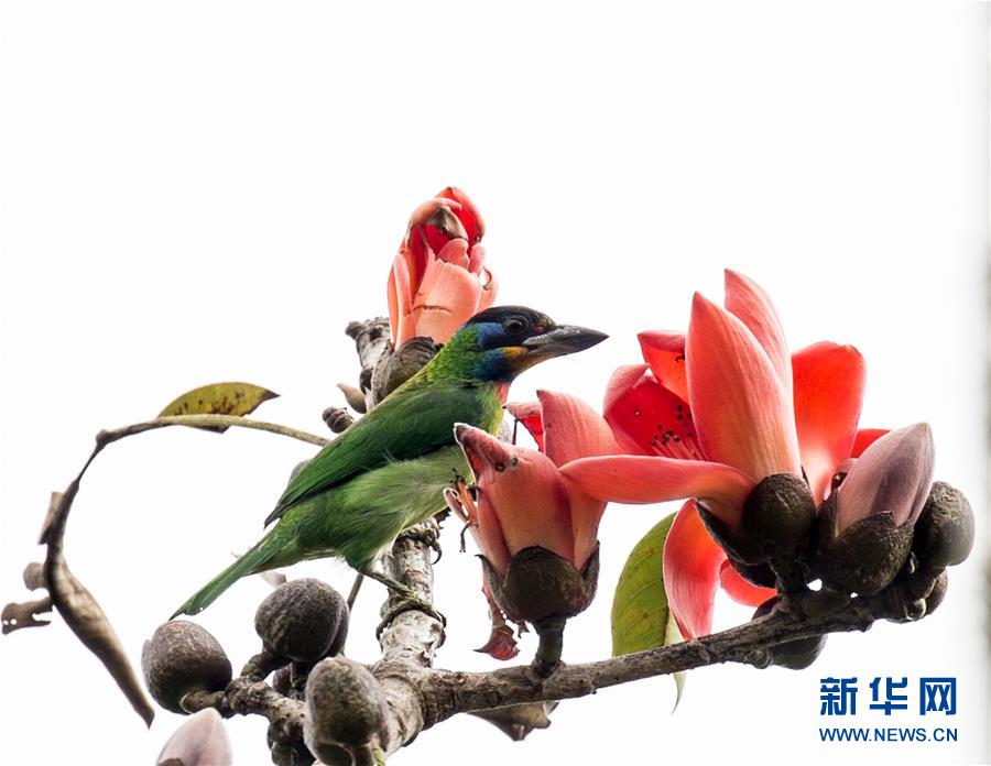 （新華全媒頭條&middot;圖文互動(dòng)）（3）歸來(lái)的雨林 