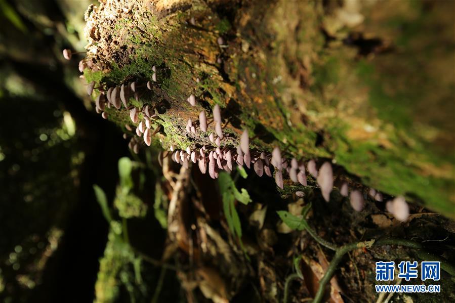 （新華全媒頭條&middot;圖文互動(dòng)）（4）歸來(lái)的雨林 