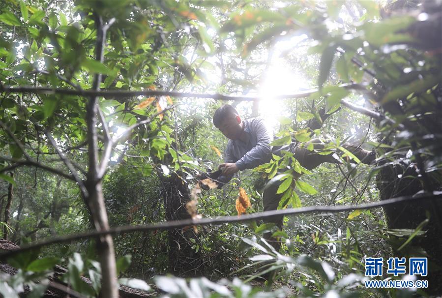 （新華全媒頭條&middot;圖文互動(dòng)）（7）歸來(lái)的雨林 