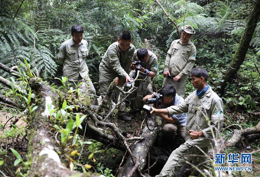 （新華全媒頭條&middot;圖文互動(dòng)）（8）歸來(lái)的雨林 