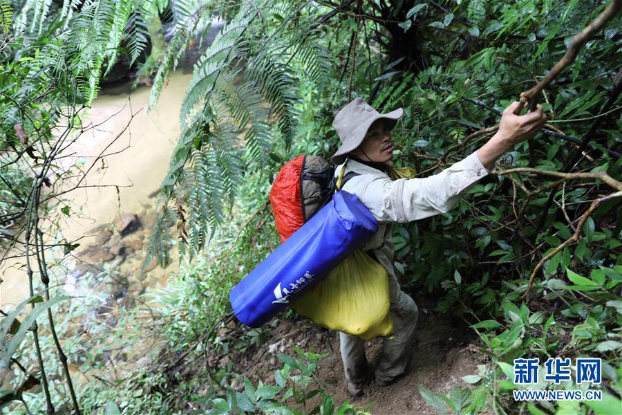 （新華全媒頭條&middot;圖文互動(dòng)）（10）歸來(lái)的雨林 