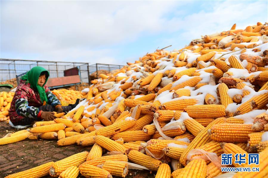 （在習(xí)近平新時(shí)代中國特色社會(huì)主義思想指引下&mdash;&mdash;新時(shí)代新作為新篇章&middot;鄉(xiāng)村振興戰(zhàn)略&middot;圖文互動(dòng)）（1）吉林榆樹：產(chǎn)糧&ldquo;冠軍縣&rdquo;大旱之年從容應(yīng)對(duì)減產(chǎn)考驗(yàn)